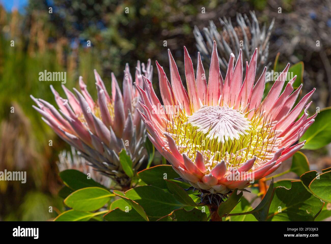 Il grande fiore del Re Protea (Protea cynaroides) Visto a Città del Capo in Sud Africa Foto Stock