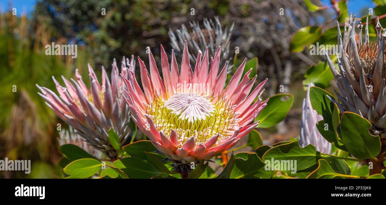 Re Protea (Protea cynaroides) visto a Città del Capo, Sud Africa Foto Stock