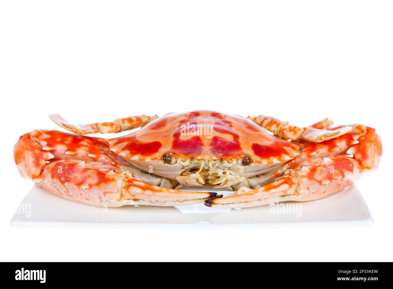 Delizioso granchio blu cotto a vapore su un piatto, isolato su sfondo bianco, girato in studio Foto Stock