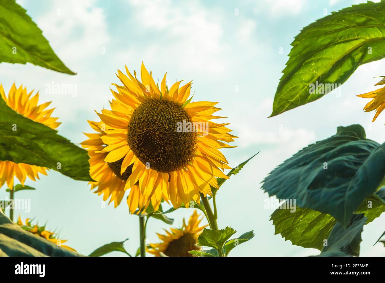Un campo di grandi girasoli gialli in estate. I petali gialli si illuminano attraverso il sole. Foto Stock