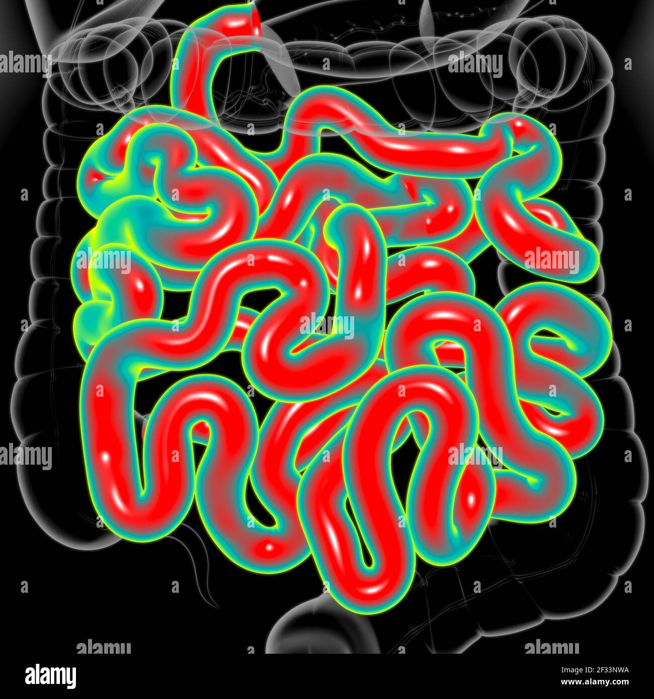 Illustrazione 3D Dell'intestino Tenue Sistema Digestivo Umano Anatomia ...