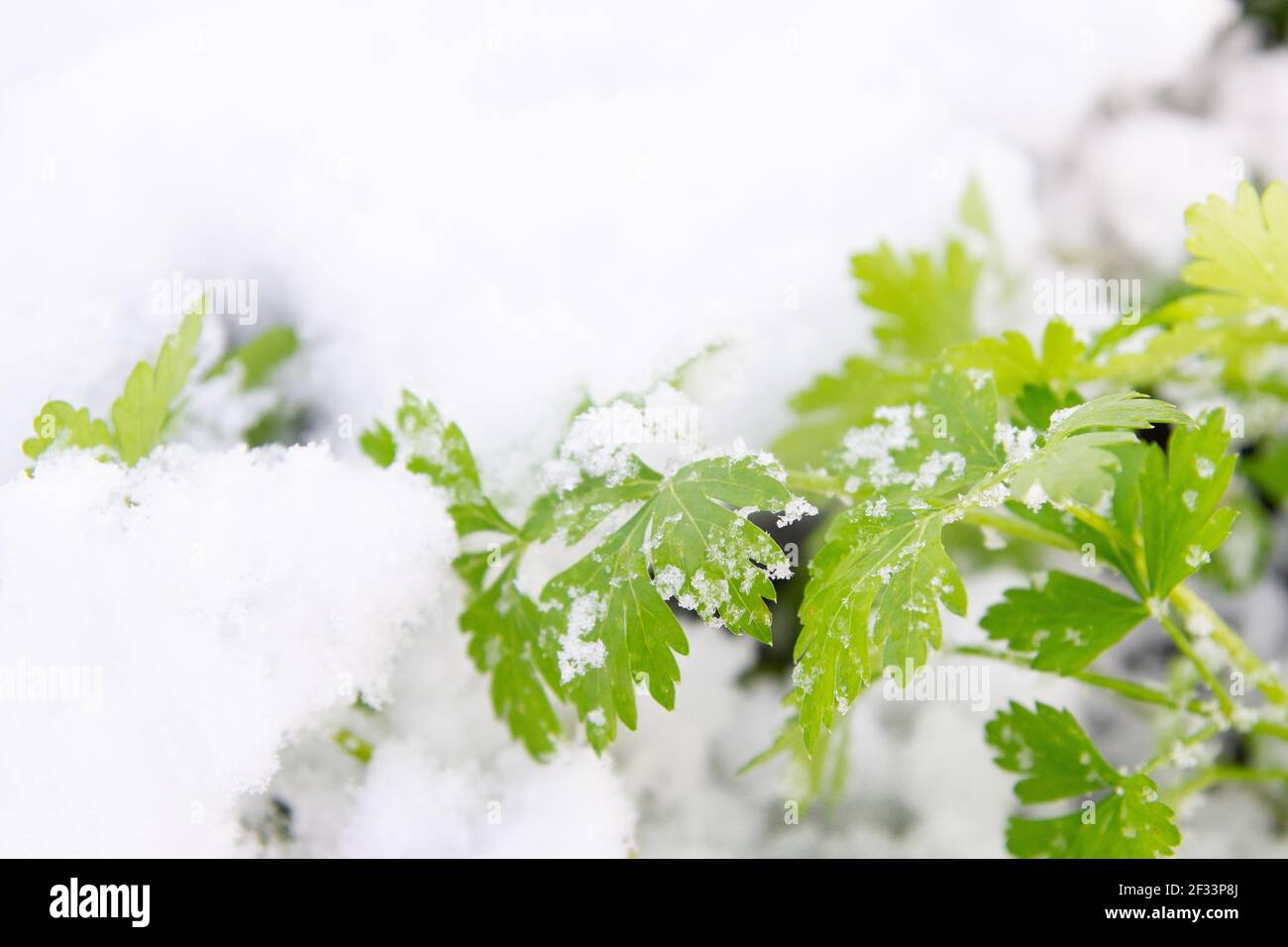 Il prezzemolo verde cresce in giardino in inverno sotto il neve Foto Stock