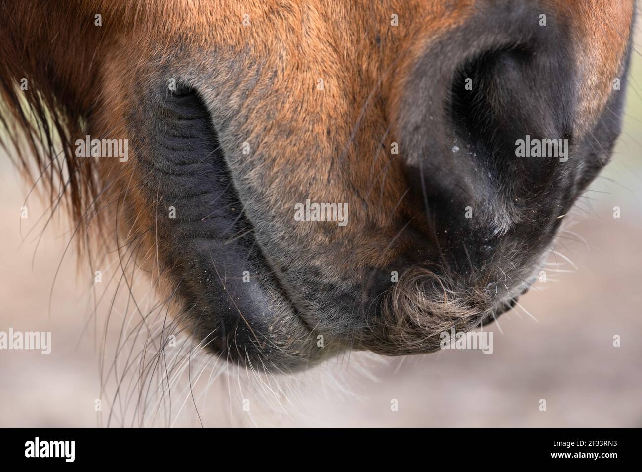 Vista laterale di un naso, labbra e bocca di un singolo cavallo marrone. Mettere a fuoco gli ascoltatori intorno alle labbra. Profondità di campo ridotta, sfondo sfocato chiaro Foto Stock