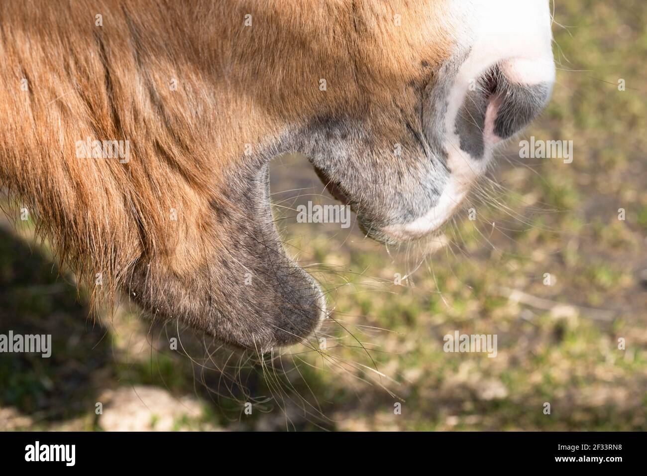 Vista laterale della bocca e delle labbra di un singolo cavallo di castagno con blaze bianche. L'animale sta masticando e la sua bocca è aperta. Profondità di campo ridotta Foto Stock