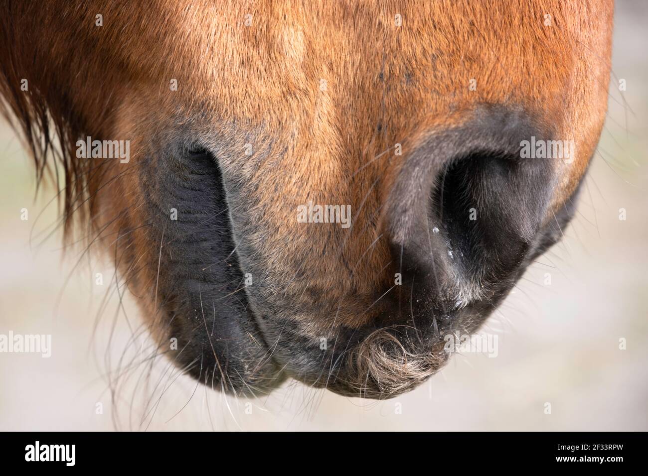 Vista laterale di un naso, labbra e bocca di un singolo cavallo marrone. Mettere a fuoco gli ascoltatori intorno alle labbra. Profondità di campo ridotta, sfondo sfocato chiaro Foto Stock