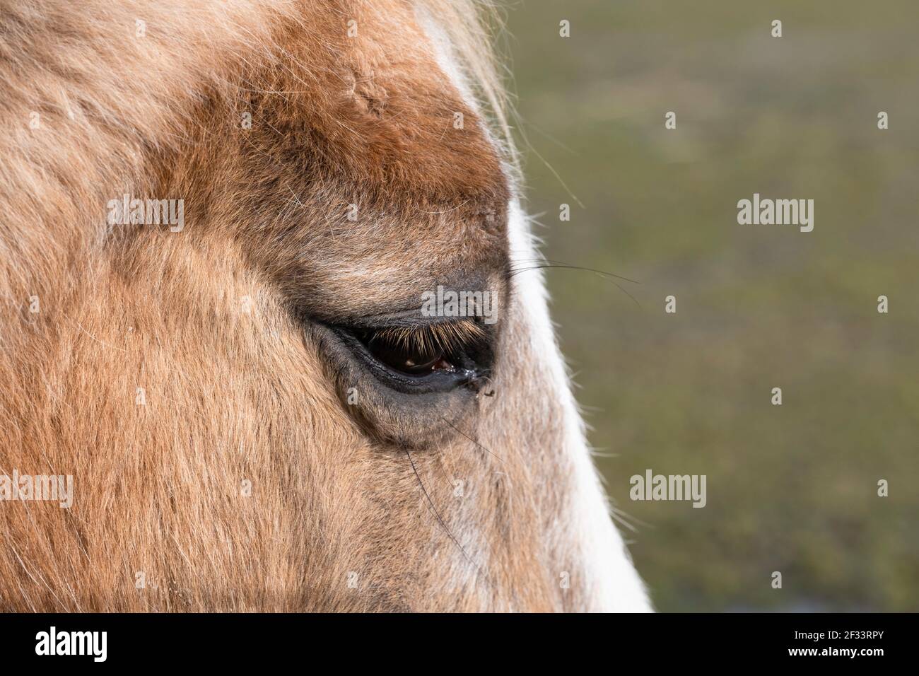 Vista laterale di una parte della testa di un cavallo di castagno con una sfumatura bianca su sfondo verde sfocato. Verticale. Concentrarsi sulle ciglia. Foto Stock