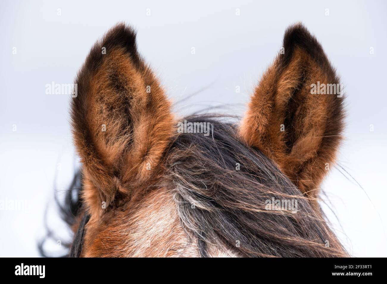 Primo piano di entrambe le orecchie sollevate di un cavallo marrone a cielo blu nuvoloso. Mettere a fuoco l'orecchio a sinistra della foto Foto Stock