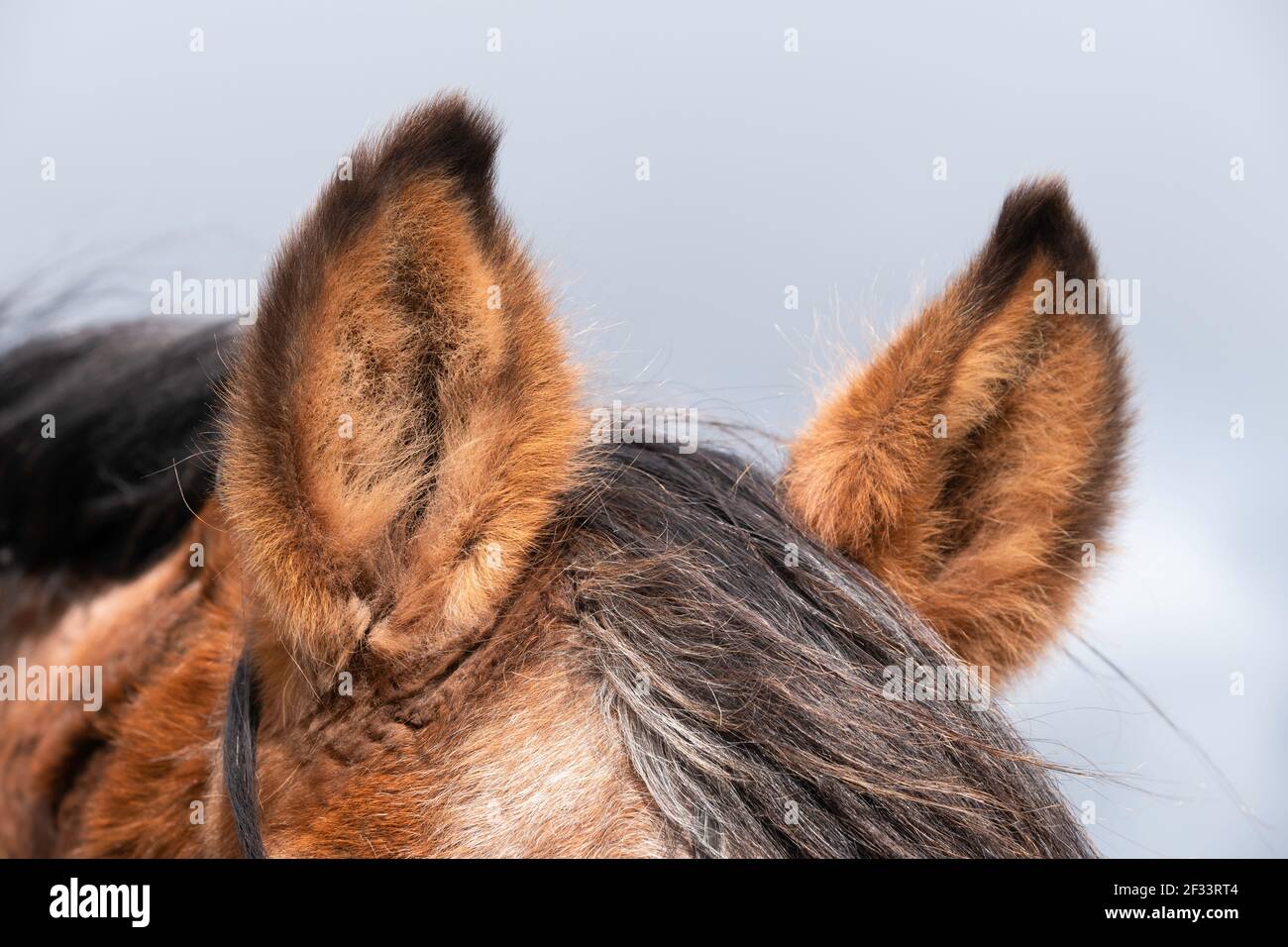Primo piano di entrambe le orecchie sollevate di un cavallo marrone a cielo blu nuvoloso. Mettere a fuoco l'orecchio a sinistra della foto Foto Stock