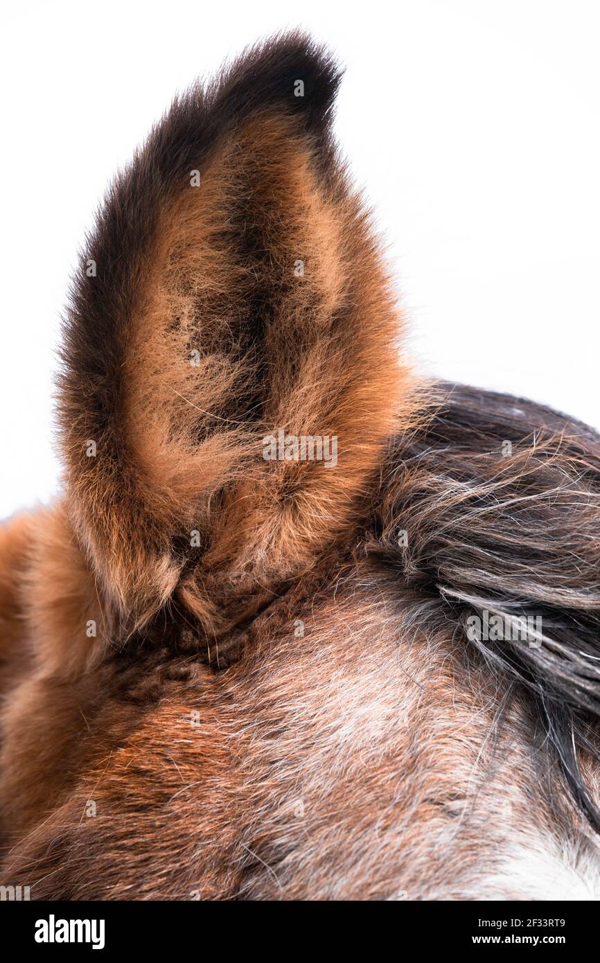 Primo piano di un orecchio sollevato di un cavallo marrone a cielo blu nuvoloso. Foto verticale Foto Stock
