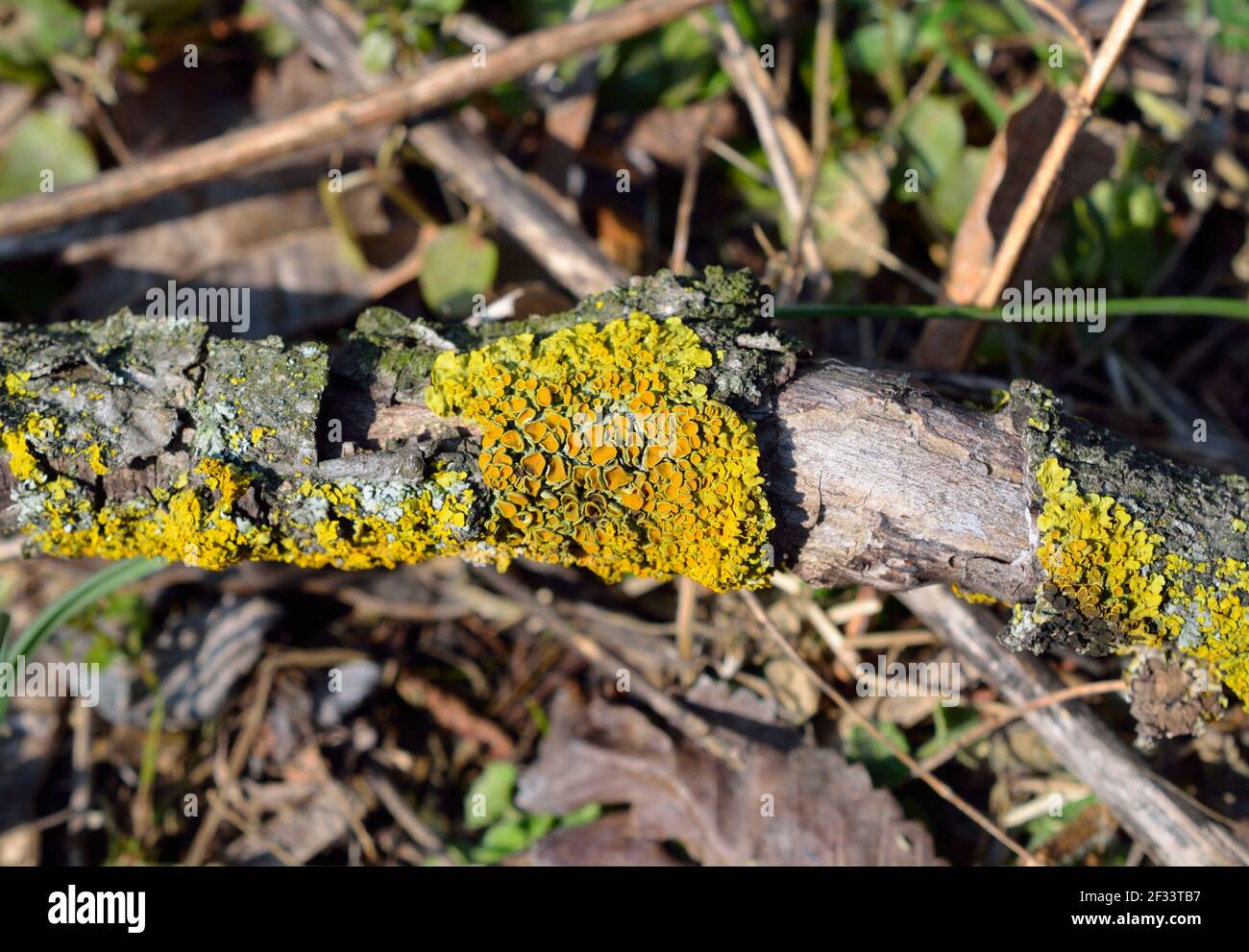 Xantoria parietina è un lichene foglioso. Lichene arancio, scala gialla, lichene maritimo, lichene riva Foto Stock