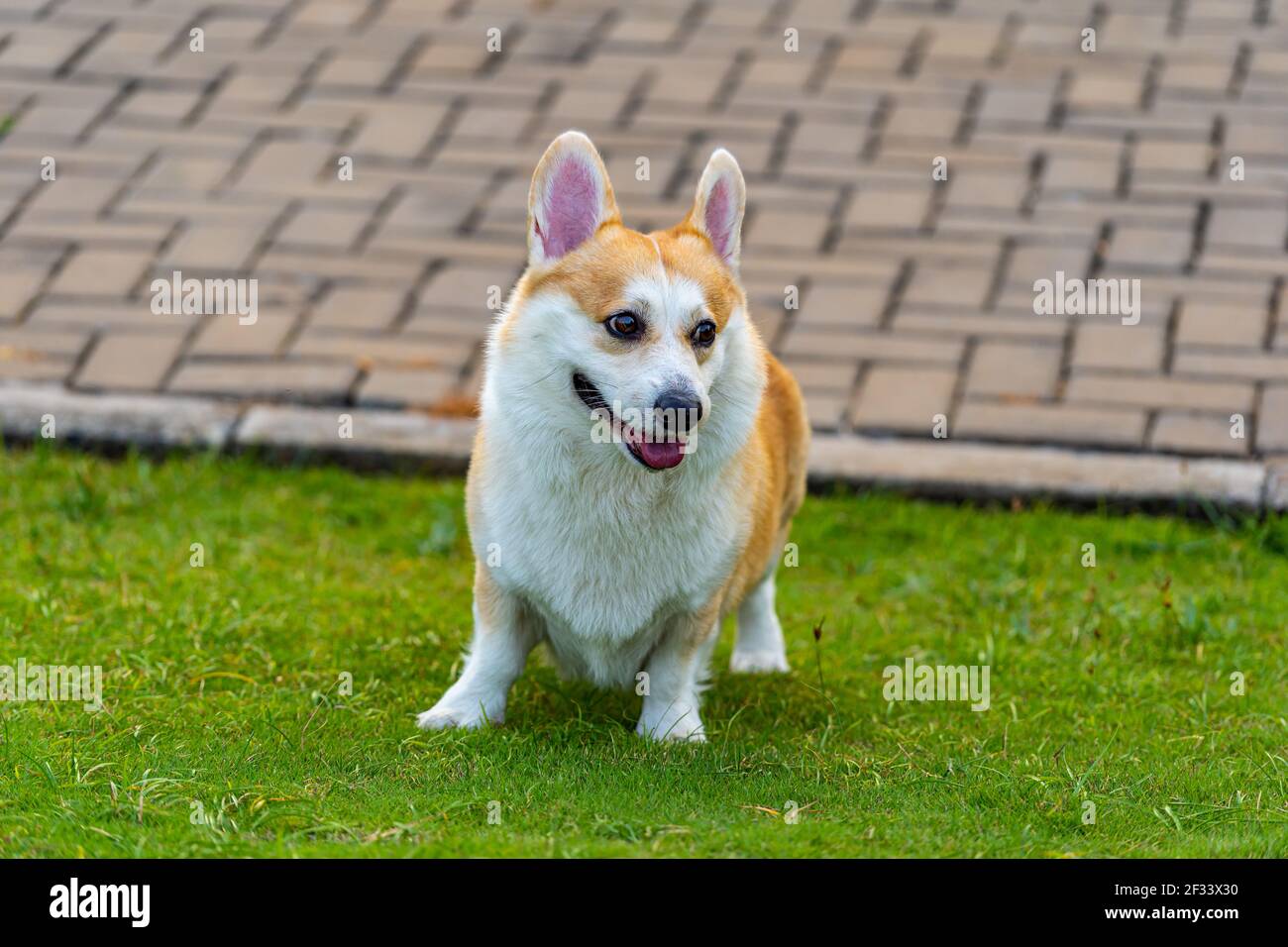 Ritratto dell'adorabile cane Corgi gallese Pembroke al parco Foto Stock