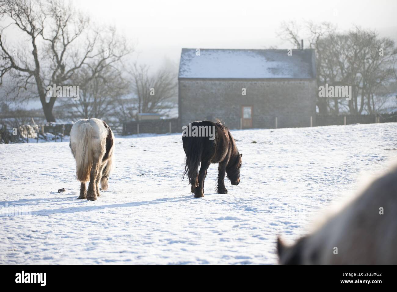 piebald zingaro vanner irlandese bianco e nero COB pony cavalli giocare nella neve Foto Stock