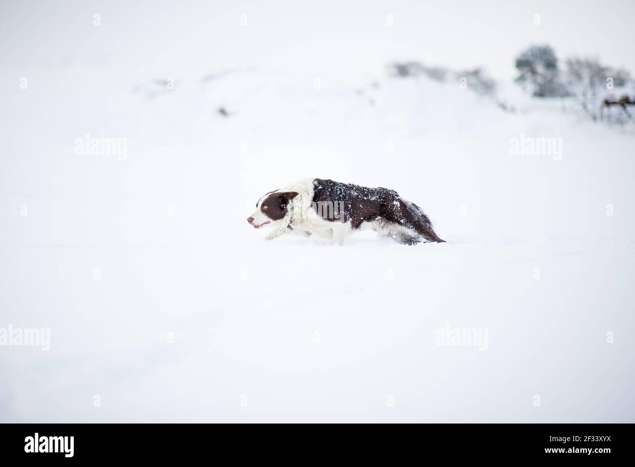 Cane da pastore di bordo collie che corre nella neve Foto Stock