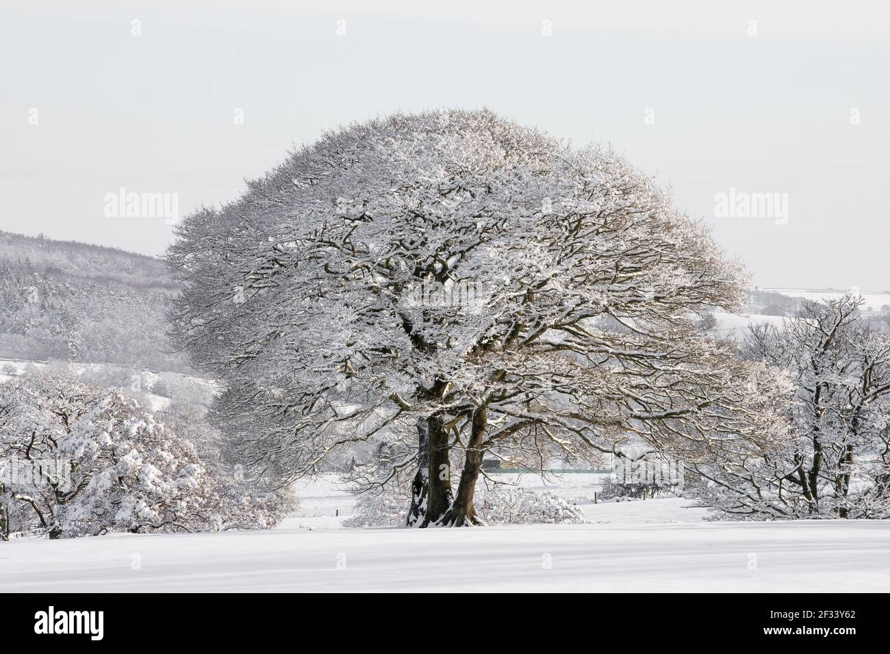 Scena di natale neve coperta vecchio inglese antico albero di quercia dentro periodo invernale Foto Stock