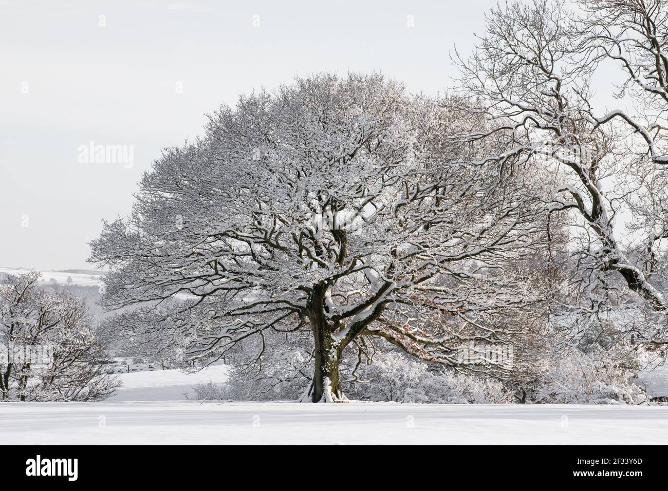 Scena di natale neve coperta vecchio inglese antico albero di quercia dentro periodo invernale Foto Stock