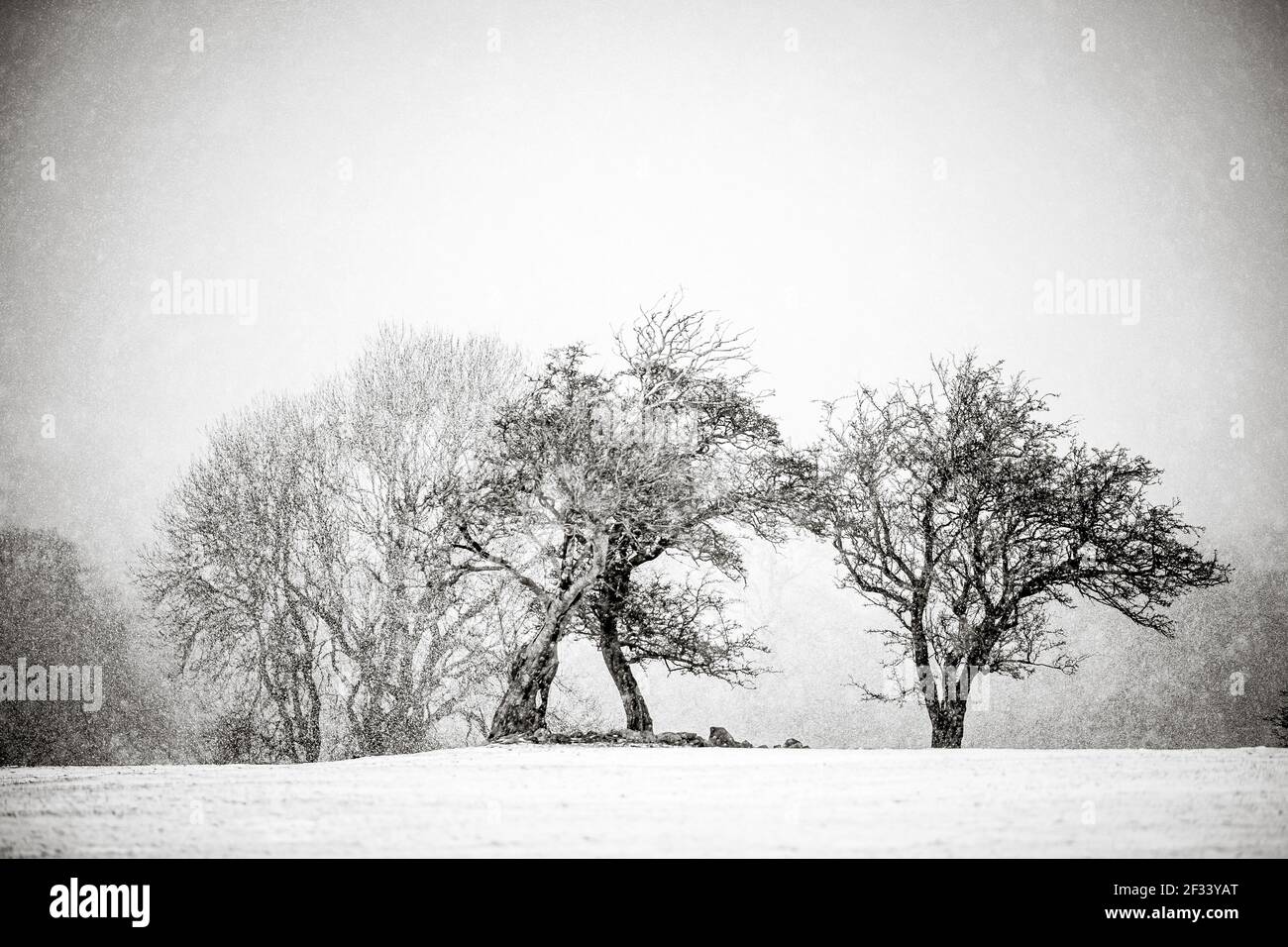alberi bianchi e neri nella scena invernale neve che cade bene arte Foto Stock