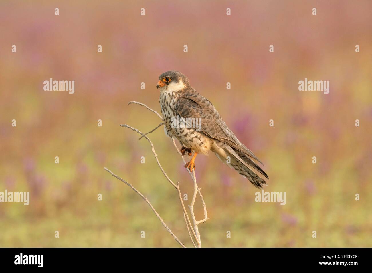 Amur Falcon, Falco amurensis, Femminile, Puna. Le femmine sono di colore grigio più scuro e le loro parti inferiori bianche sono ben marcate con chevron scuri Foto Stock