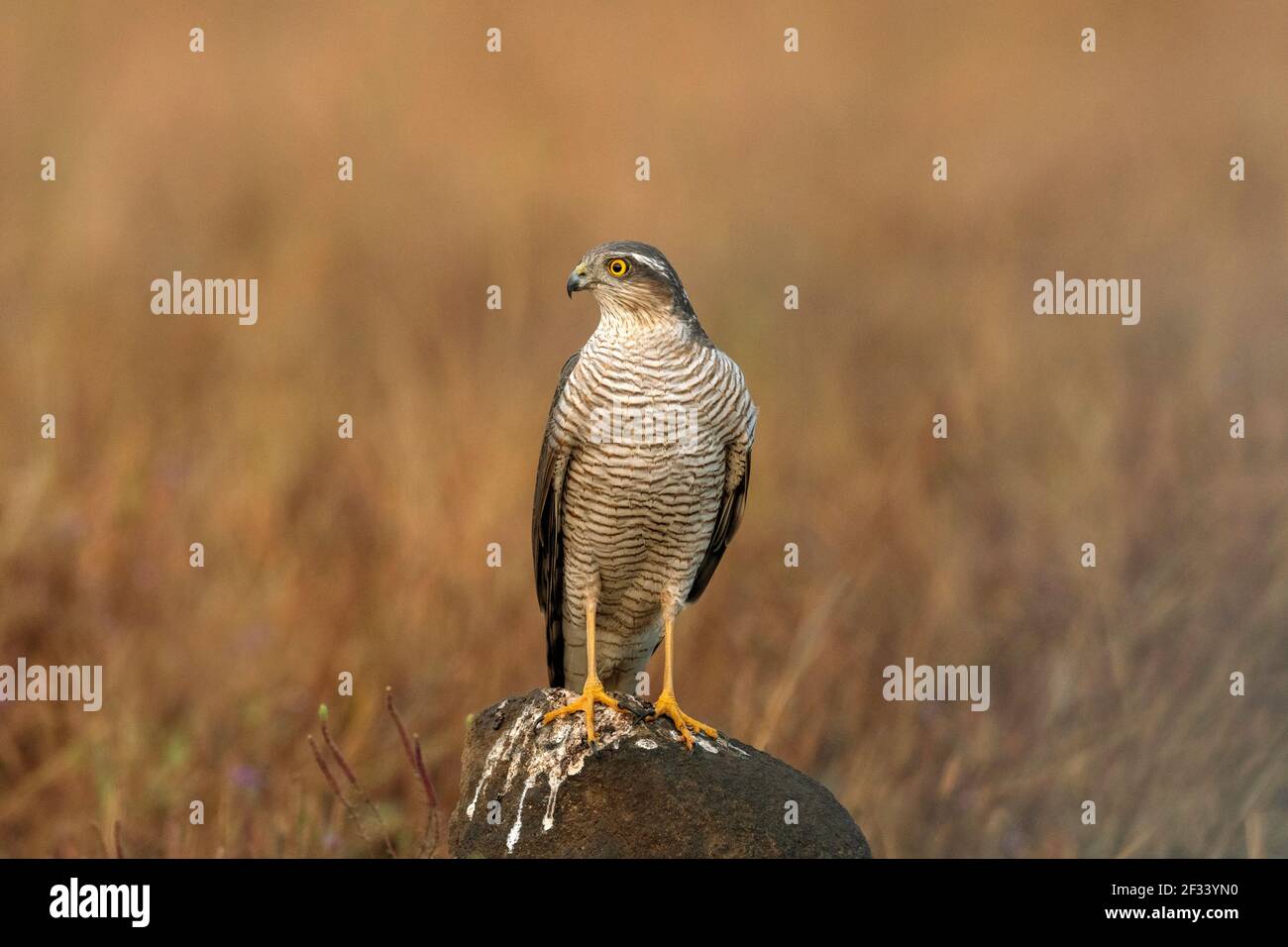 Paracaduchi eurasiatico, Accipiter nisus, femmina, Pune. Piccolo falco dalla coda lunga con ali larghe e arrotondate Foto Stock