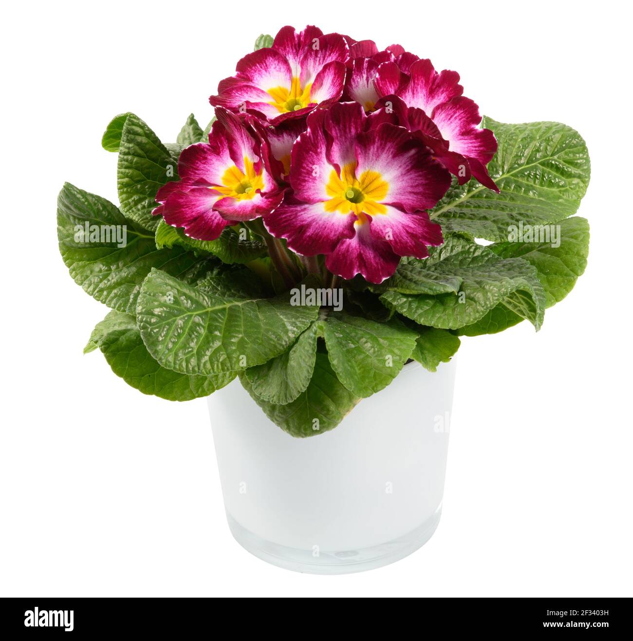 Porpora di magenta in vaso viola, primula tricolore bianca e gialla o primula con rosetta di foglie verdi fresche in un vaso isolato su bianco in chiusura Foto Stock