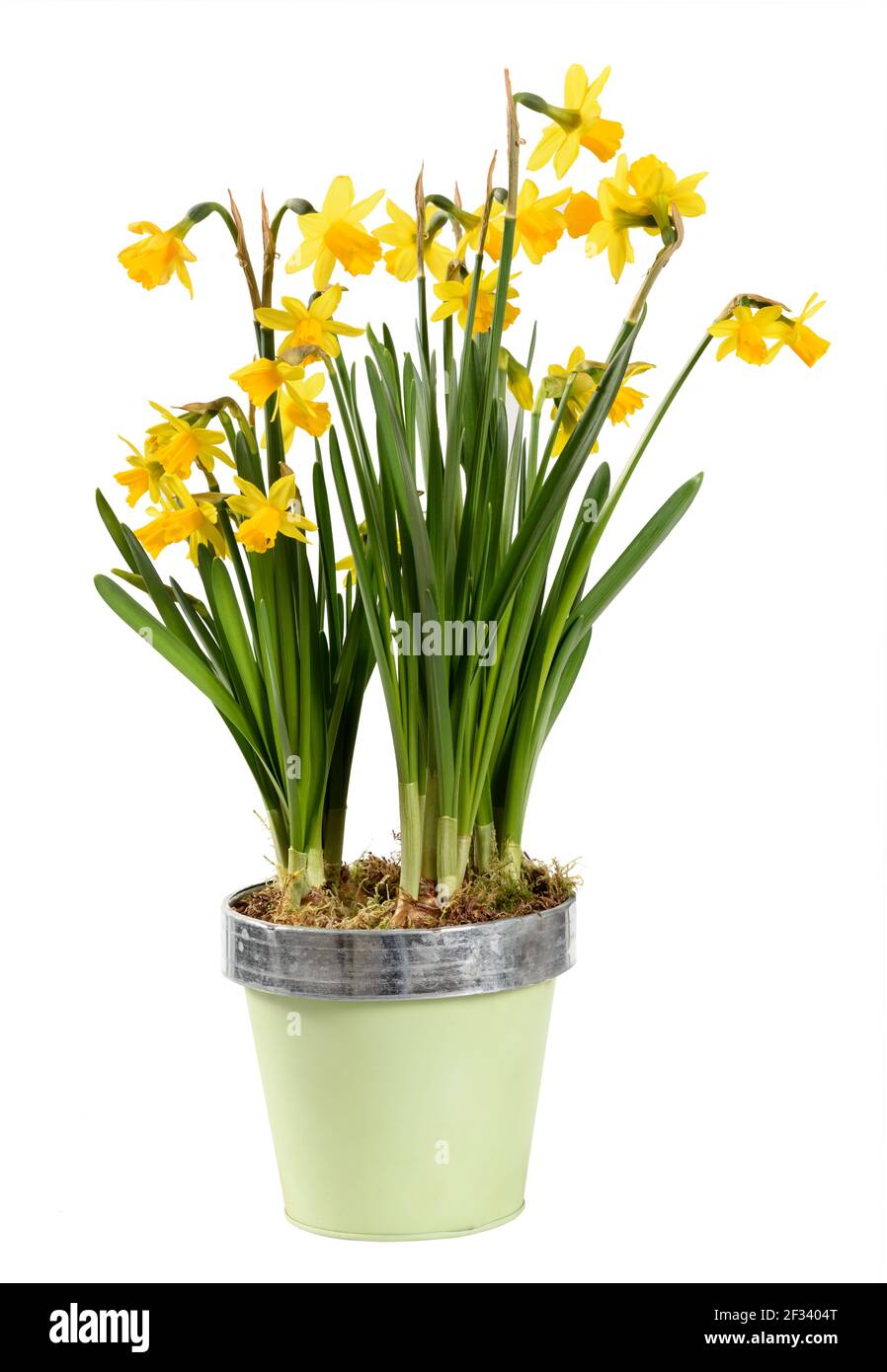 Colorati narcisi in vaso giallo o Narciso pianta con grappoli di fiori in una vista laterale isolato su bianco simbolico di la stagione primaverile Foto Stock