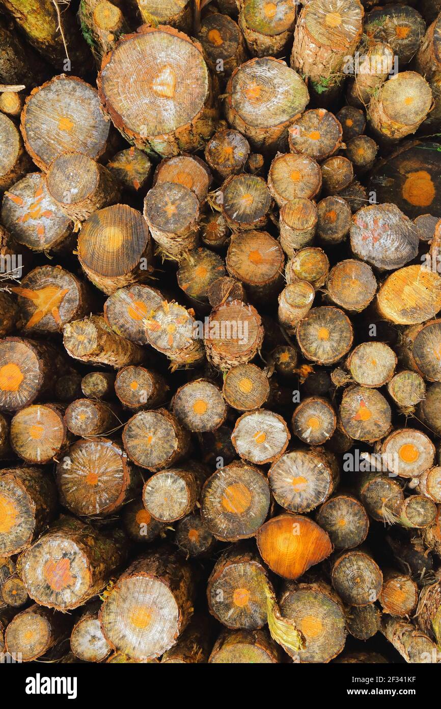 Accede alla foresta di Trinity Hill, East Devon Foto Stock