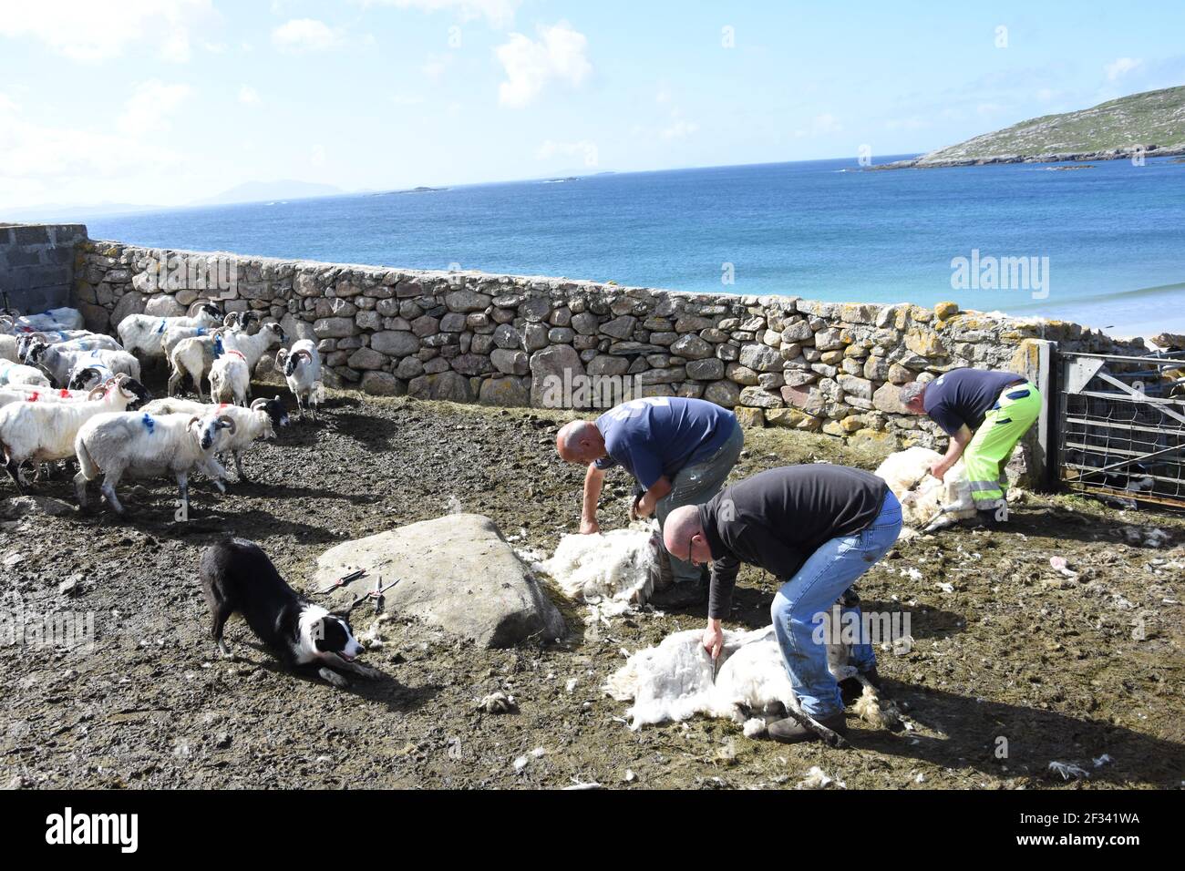 Tosatura di pecore alla Huisnish Sheep fank, Huisinish, Isola di harris, Western Isles, Scozia, REGNO UNITO Foto Stock