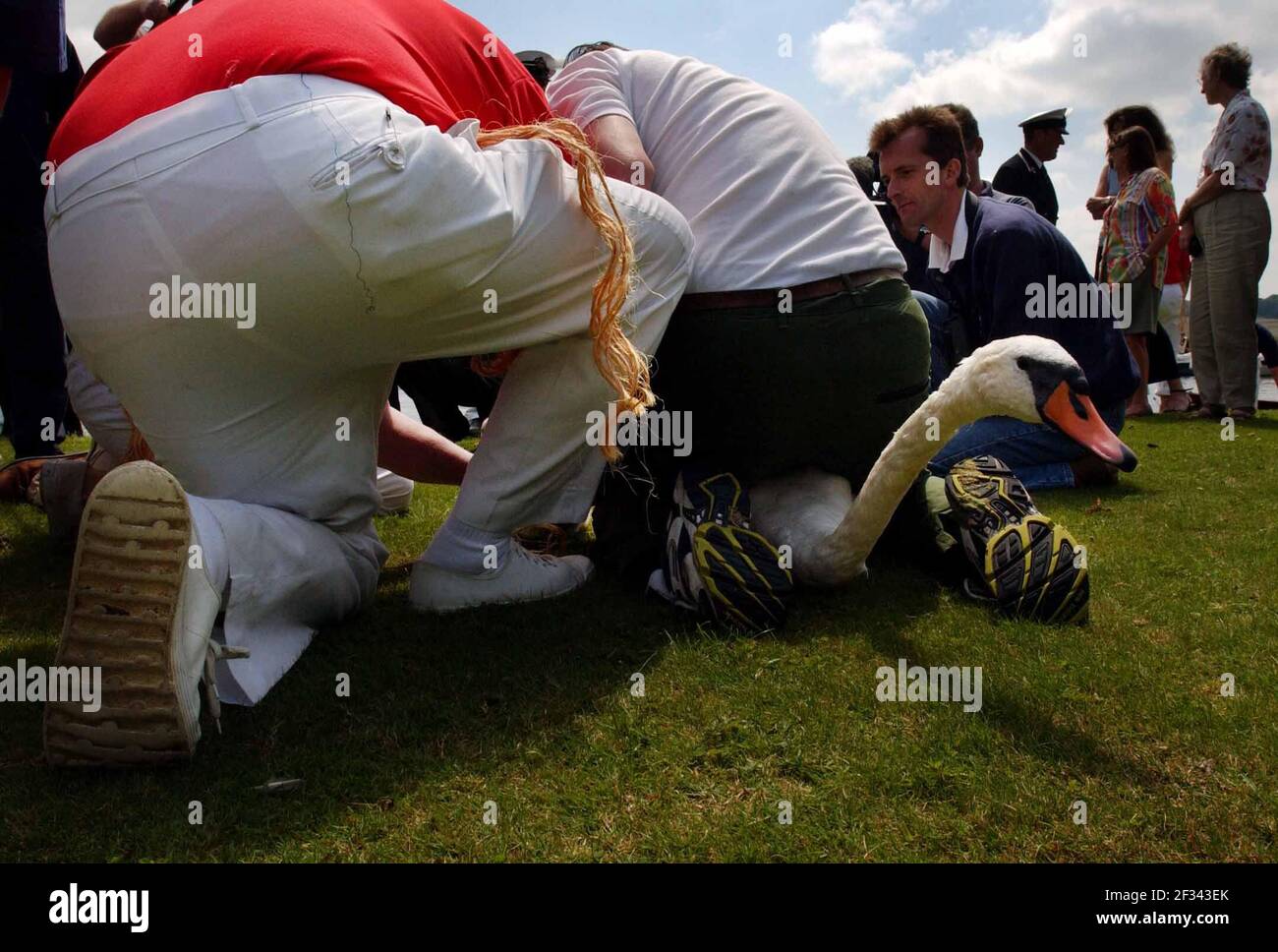 SWAN CHE SI INCENDEA SUL TAMIGI TRA MARLOW E HENLEY. 17/7/02 PILSTON Foto Stock