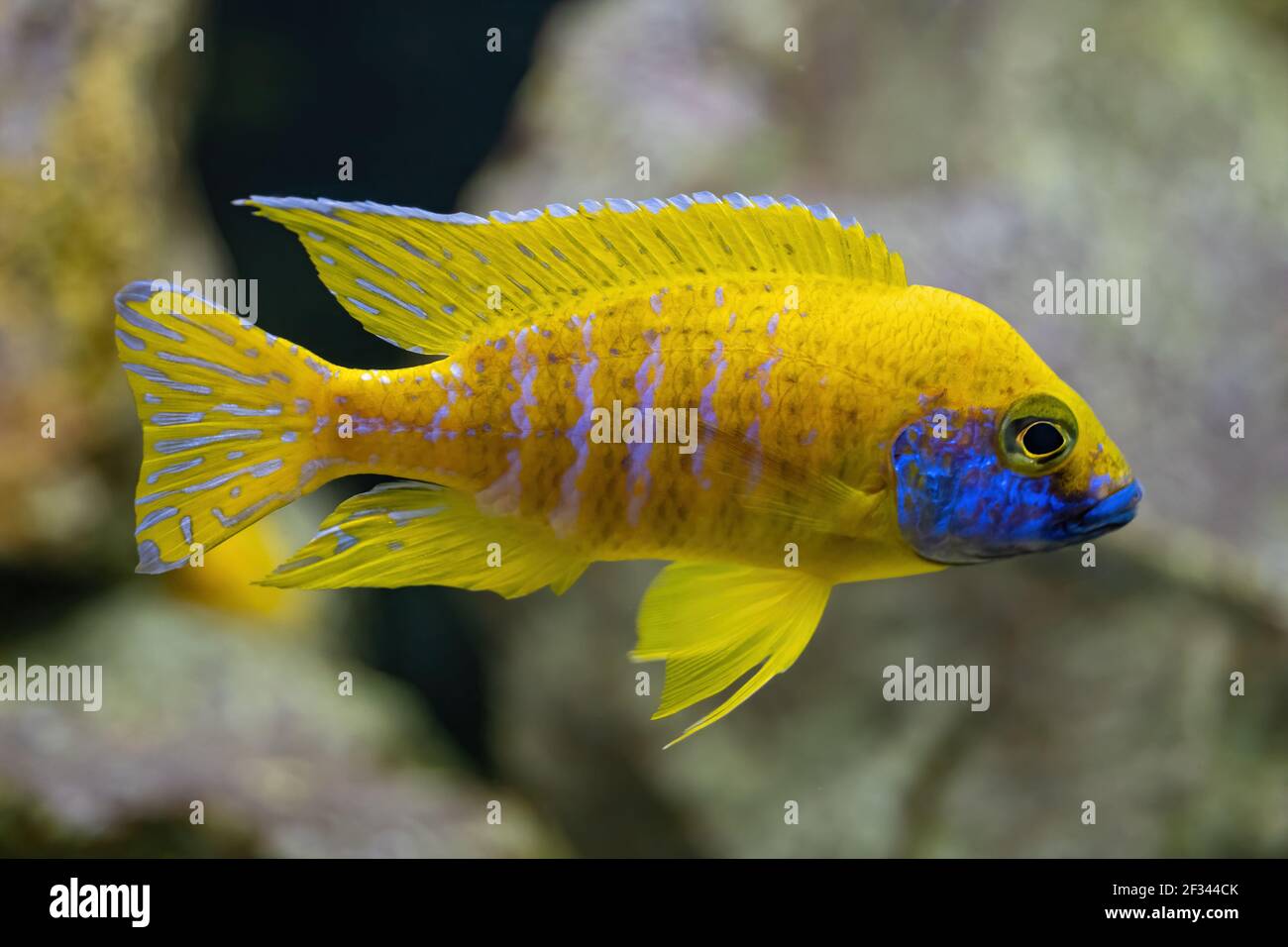 Nkhomo-benga peacock (Aulonocara baenschi) o nuovo peacock regale giallo, famiglia: Cichlidae, regione: Endemica del Lago Malawi Foto Stock