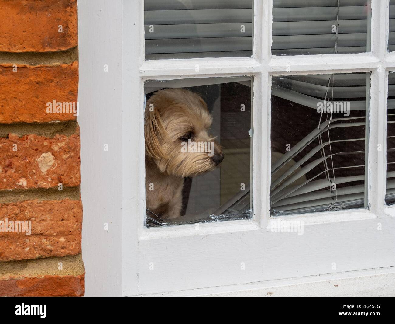 Un piccolo cane coetanei mournfully fuori da una finestra attraverso una tenda veneziana rotta, Regno Unito Foto Stock