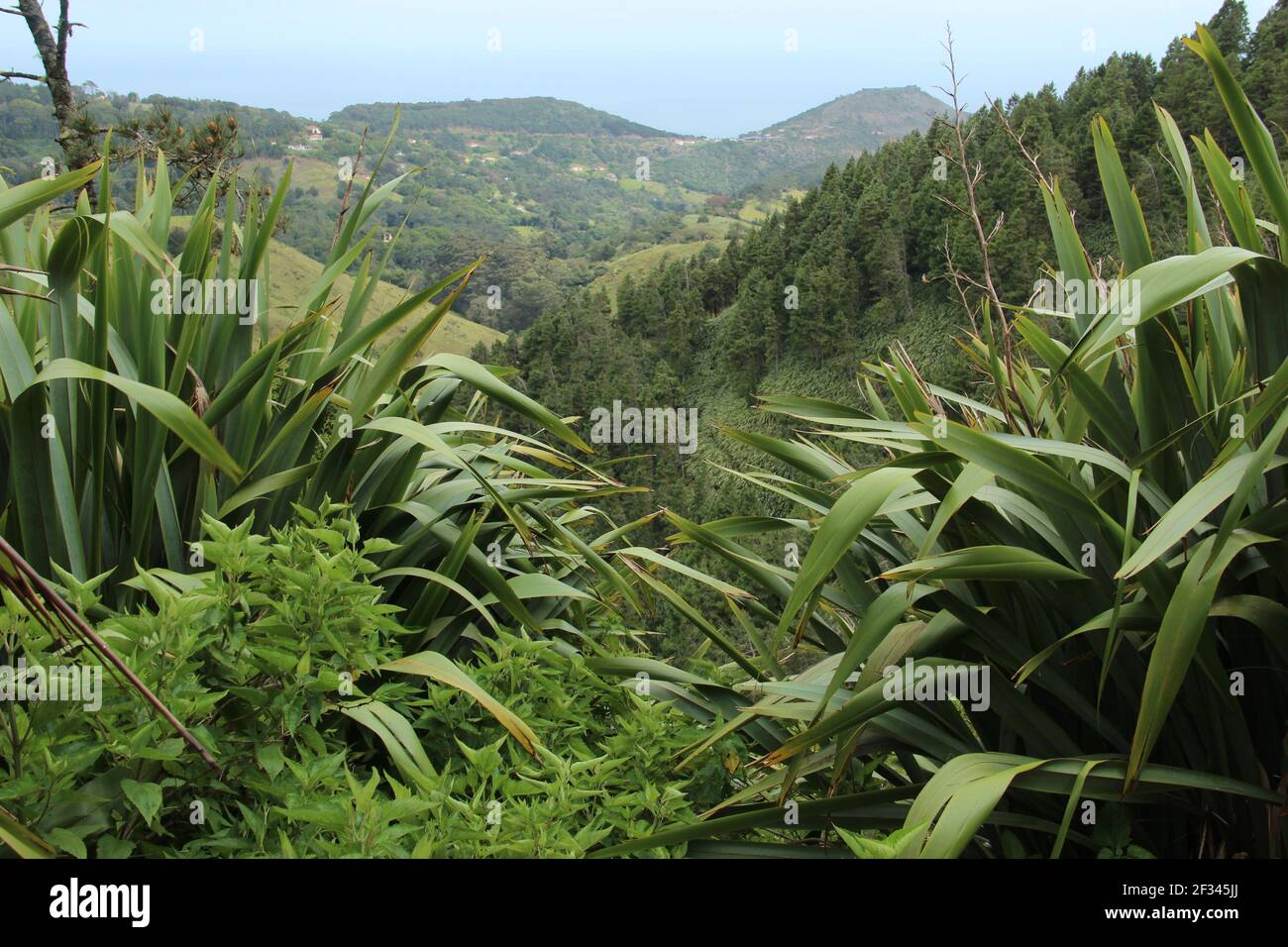 Il lino, specie vegetale introdotta, cresce sul picco di Diana sull'isola di Sant'Elena Foto Stock