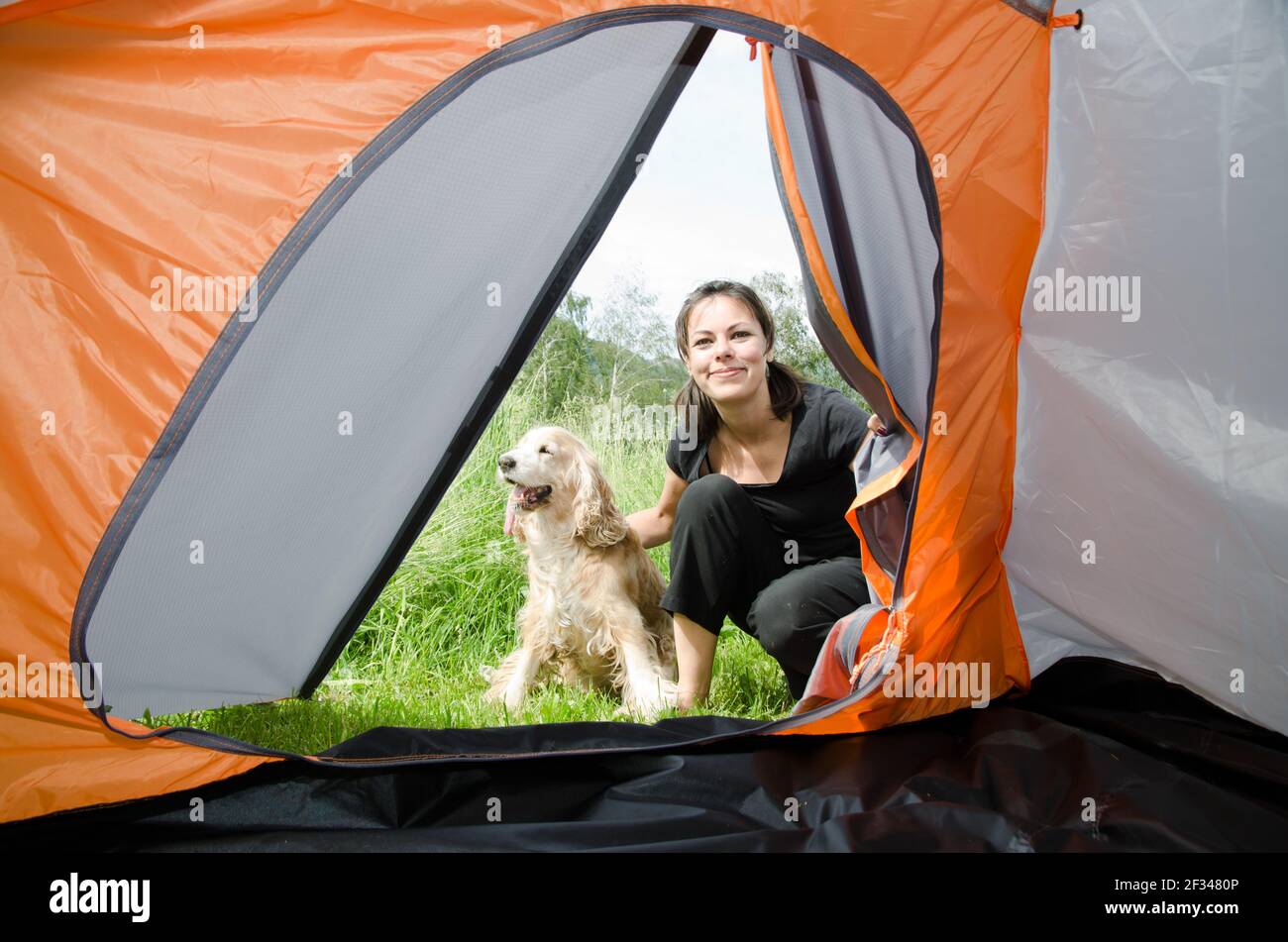 Donna che guarda all'interno di una tenda da campeggio con il suo cane  Cocker Spaniel in Svizzera Foto stock - Alamy