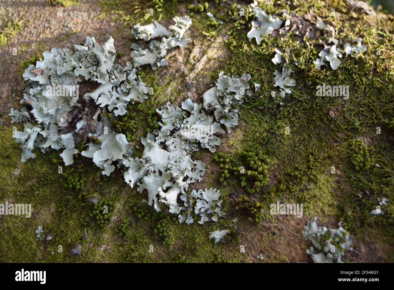 Lichen e Moss su Bark Foto Stock