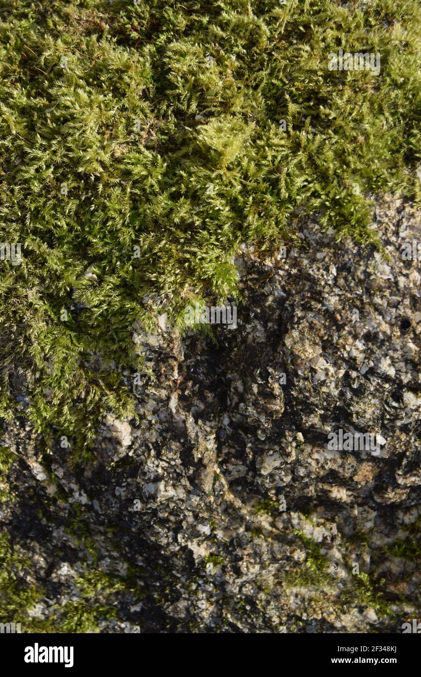 Mezzo Moss mezzo Rock Foto Stock