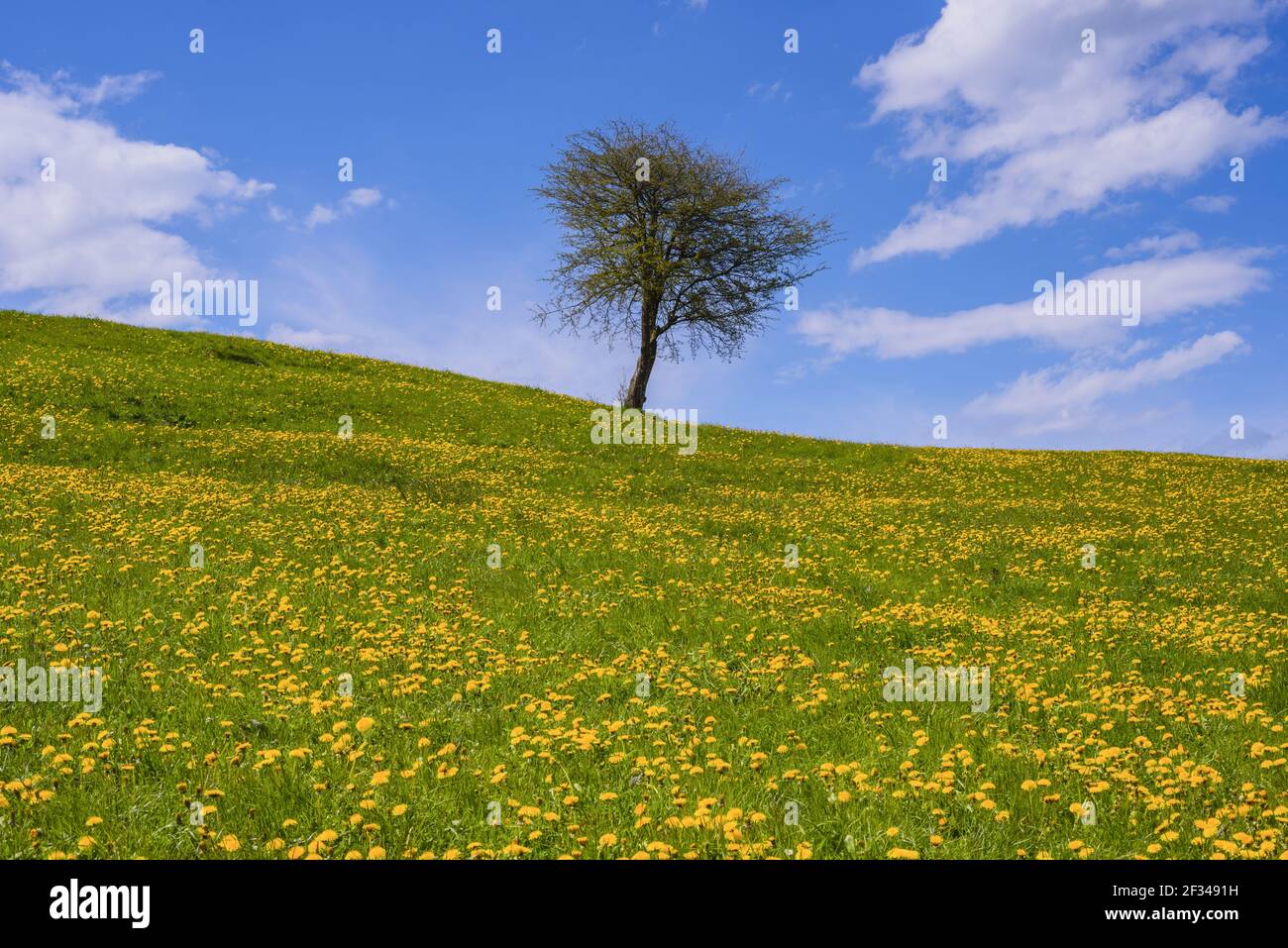 Geografia / viaggio, Germania, Baviera, Loewenzahnwiese fiorito (Taraxacum) e diverse querce comuni (Quercus robur), terre naturali, Freedom-of-Panorama Foto Stock