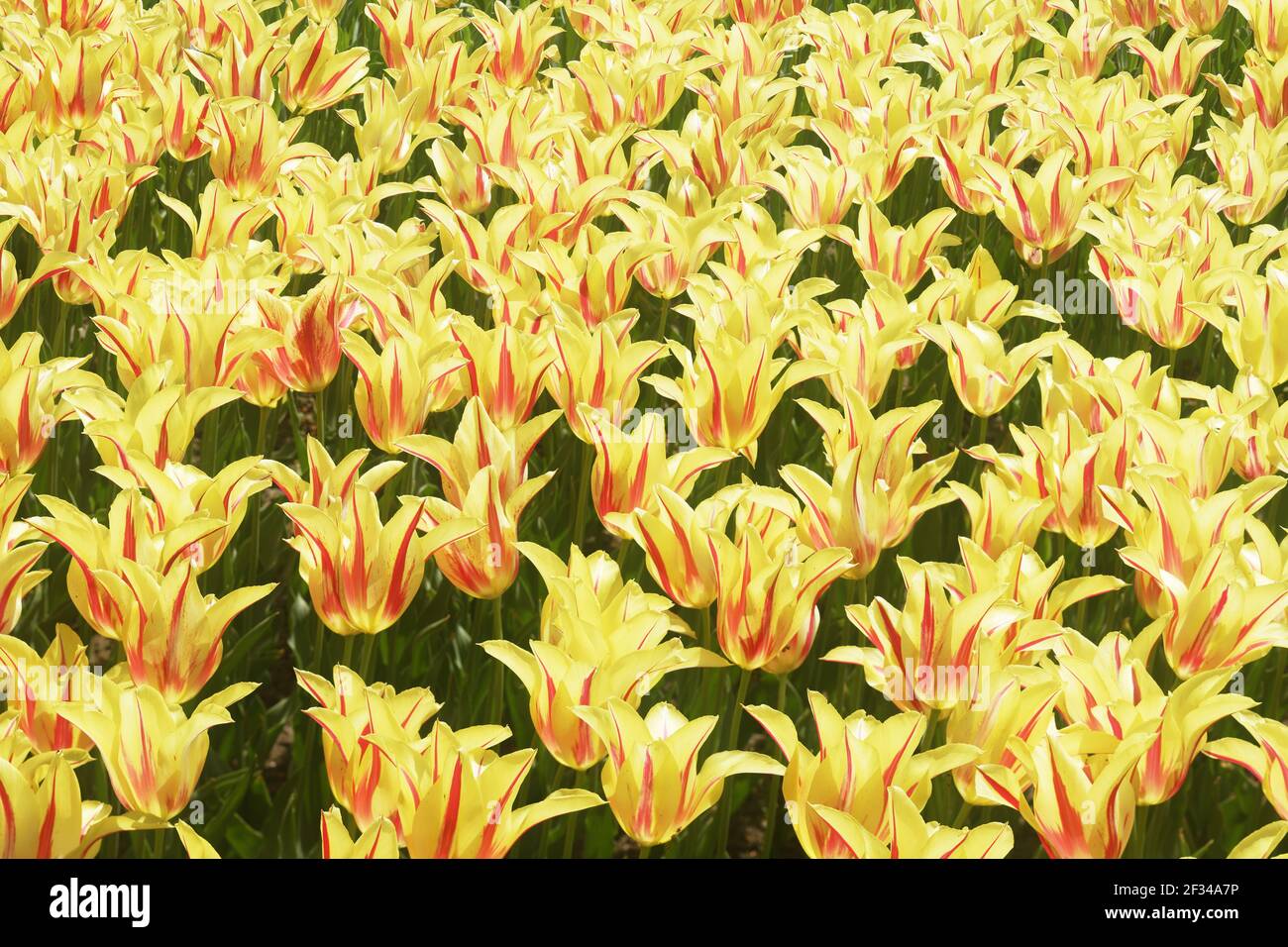 Tulip 'Mona Lisaa'Keukenhof Gatsens Olanda PL001604 Foto Stock