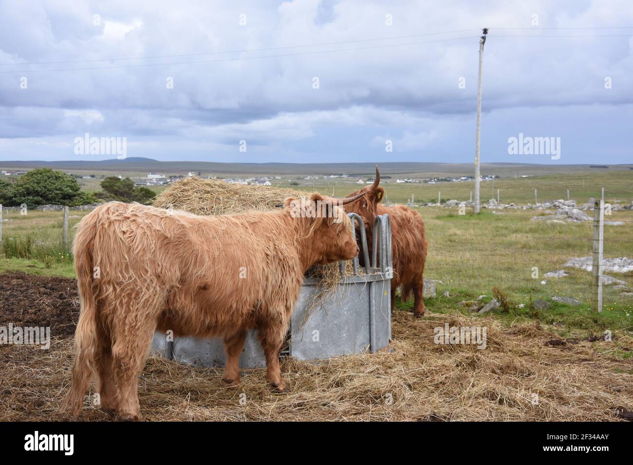 Highland Cattle, Isle of Lewis, Western Isles Foto Stock