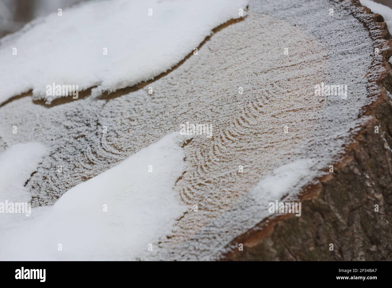 Disegno astratto dettaglio di tronco congelato coperto da neve. Foto Stock