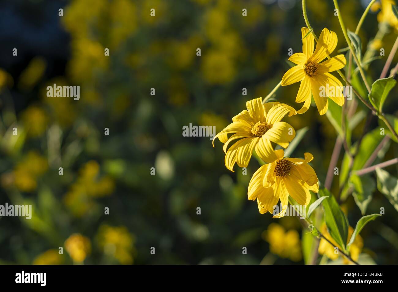 Un primo piano di girasole di bosco giallo Foto Stock