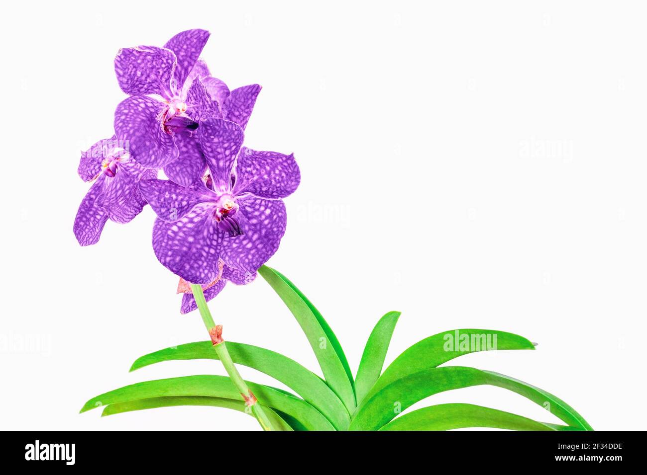 Primo piano di una bellissima orchidea Vanda su sfondo bianco. Piante moderne interne, arredamento creativo. Messa a fuoco selettiva. Foto Stock