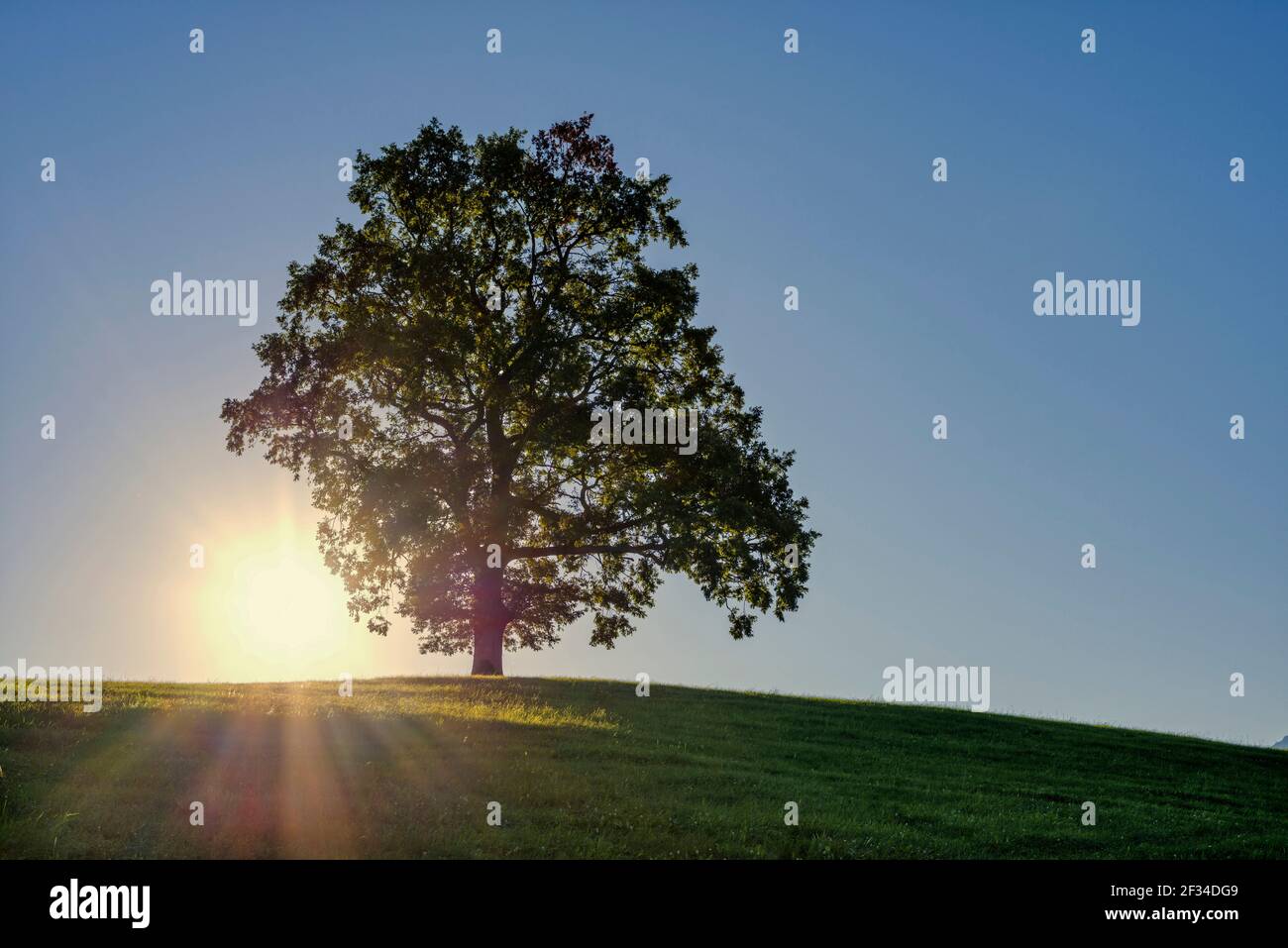 Geografia / viaggio, Germania, Baviera, diverse querce comuni (Quercus robur), vicino a Fuessen, Allgaeu orientale, Freedom-of-Panorama Foto Stock