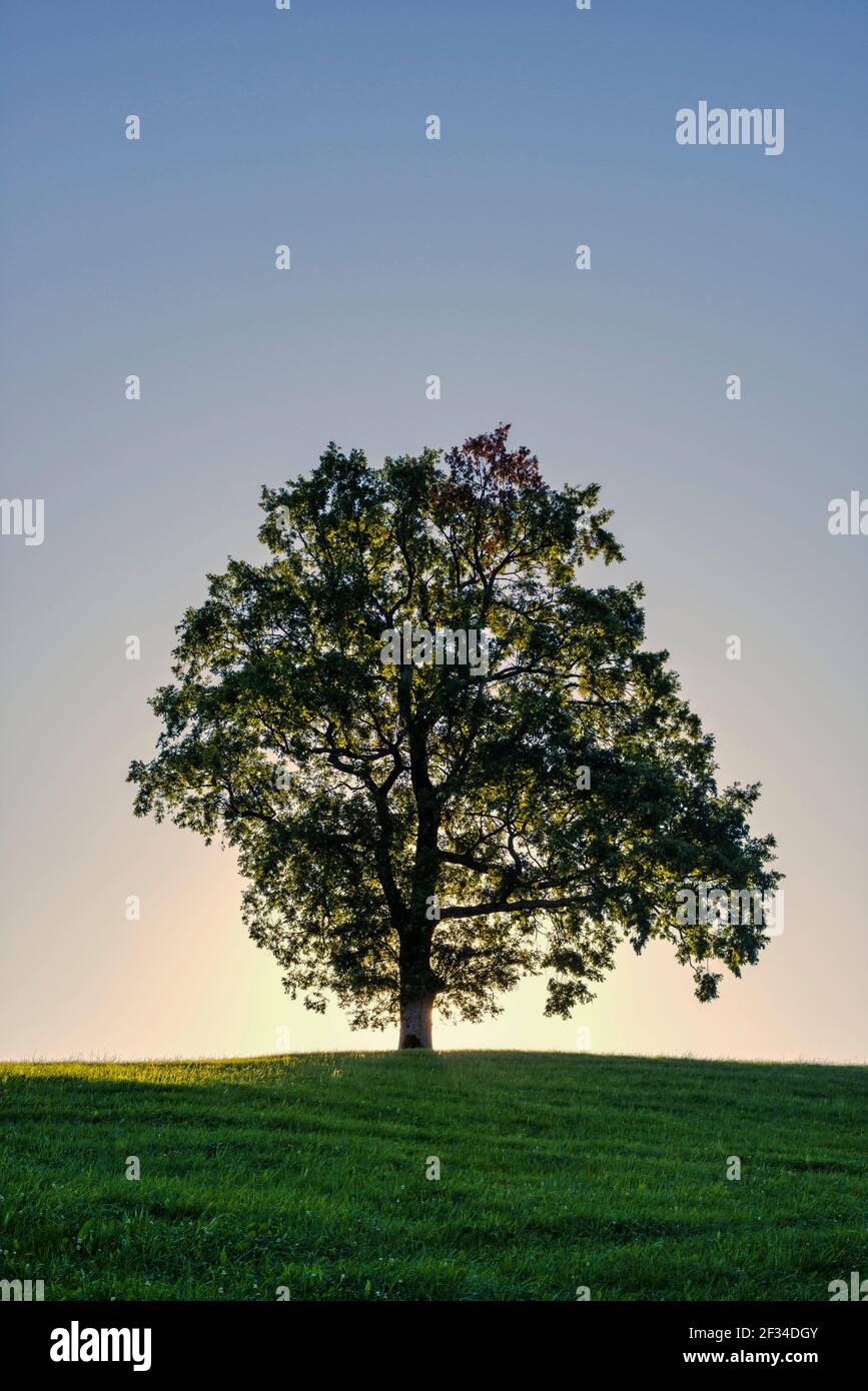 Geografia / viaggio, Germania, Baviera, quercia comune individuale (Quercus robur), vicino Fuessen, Allgae orientale, Freedom-of-Panorama Foto Stock