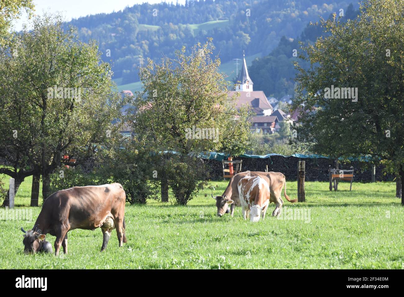 Mucche che scendono dalle Alpi, Entlebuchar Alpafahrt, Svizzera Foto Stock