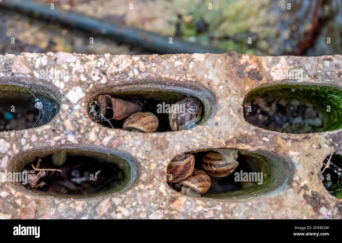 Mazzo di lumache che prendono buchi di mattoni come casa Foto Stock
