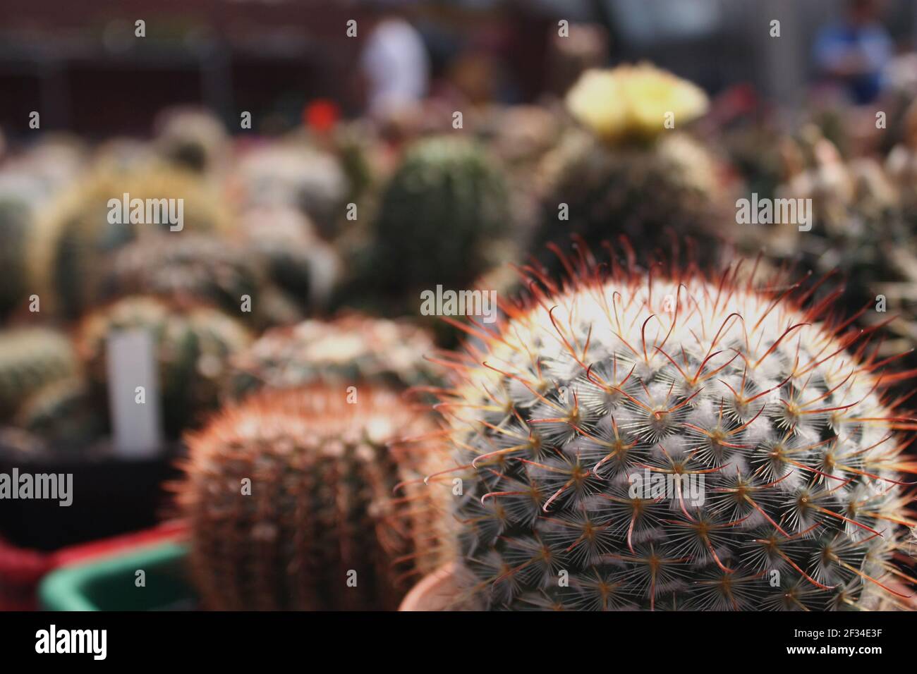 cactus tondo con piante spinte gialle e bianche e offuscate in background Foto Stock