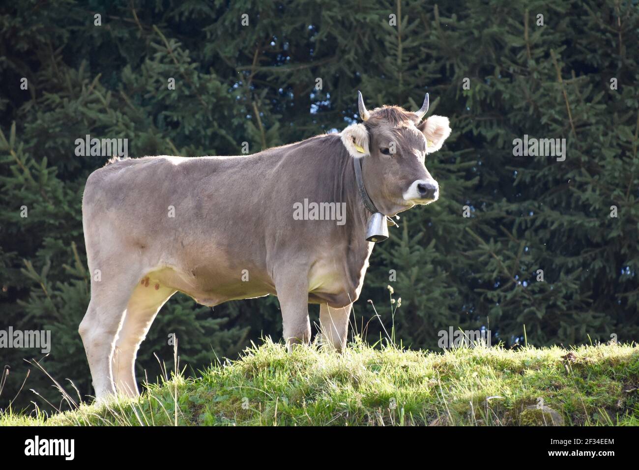Mucche che scendono dalle Alpi, Entlebuchar Alpafahrt, Svizzera Foto Stock