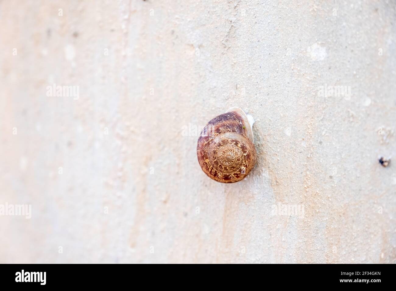 Piccola conchiglia attaccata ad un muro Foto Stock