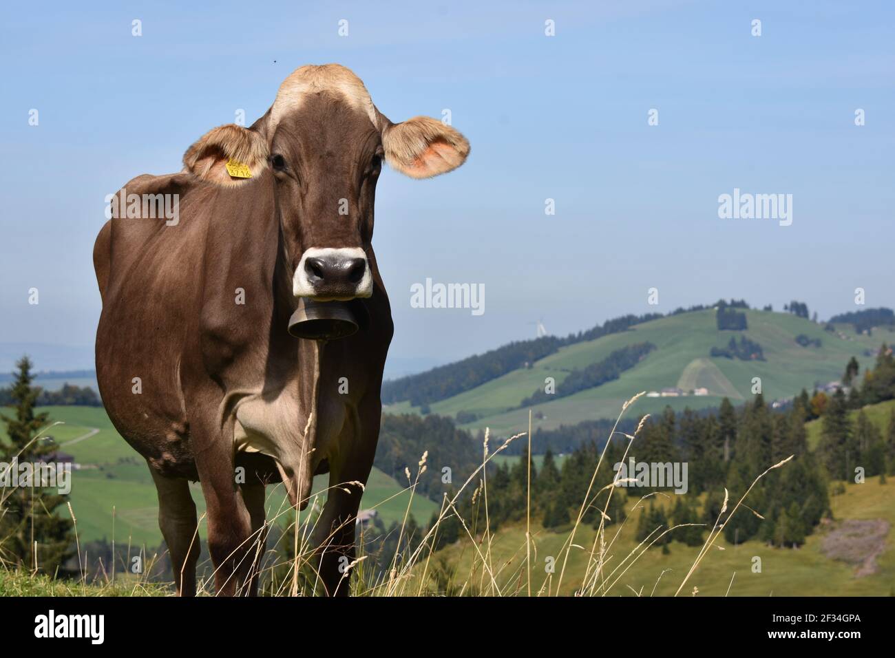 Mucche che scendono dalle Alpi, Entlebuchar Alpafahrt, Svizzera Foto Stock