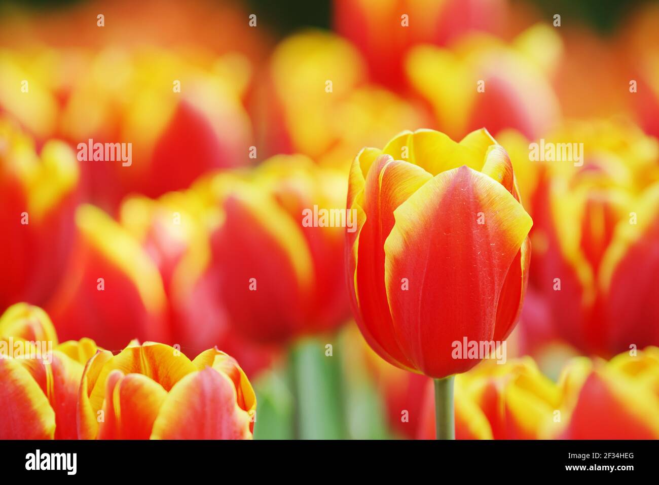 Tulip 'King's Cloak'Keukenhof Gardens Olanda PL001781 Foto Stock