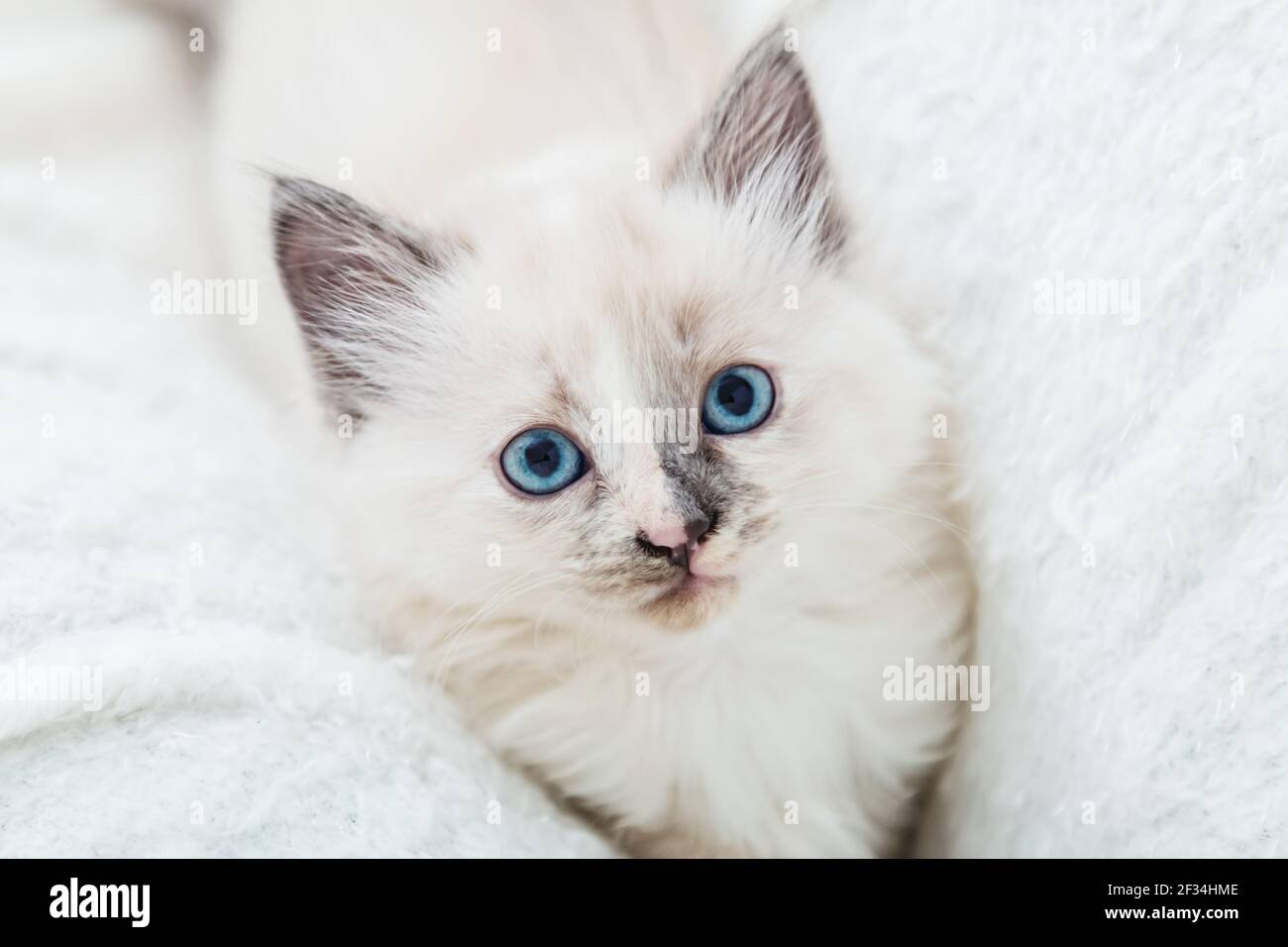 Gattino bianco soffice giace sul divano. Il gatto giocoso con gli occhi blu riposa su morbida coperta bianca a casa da sola. Felice Kitten bambino che guarda la macchina fotografica. Cat Foto Stock