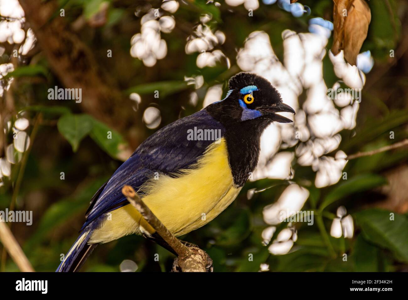 Un closeup di una felpata-crestata jay appollaiato su un ramo ad albero Foto Stock